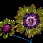 mostra "Impronte. Noi e le piante"