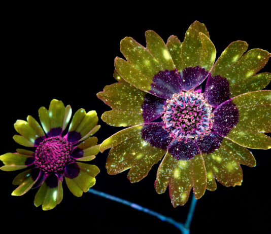 “Impronte. Noi e le piante”: in mostra il mondo vegetale mostra "Impronte. Noi e le piante"