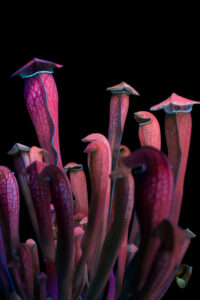mostra Craig P. Burrows_Sarracenia