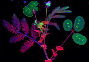 mostra Antony Van der Ent_Neptunia