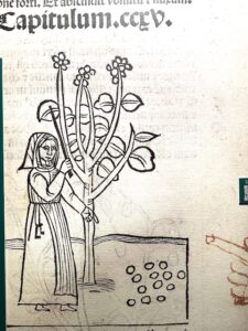Johannes_de_cuba_hortus_sanitatis