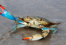 Il granchio blu e le specie invasive aliene Granchio Blu
