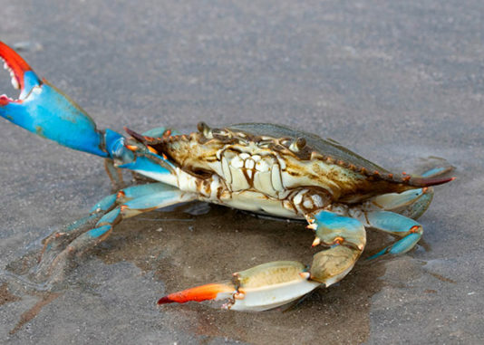 Il granchio blu e le specie invasive aliene Granchio Blu