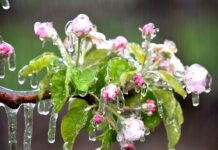 Agricoltura e cambiamenti climatici, una lotta continua Agricoltura