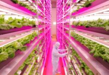 Agricoltura verticale e coltivazioni extraterrestri