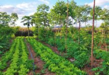 Agricoltura rigenerativa, qual è lo stato dell’arte Agricoltura rigenerativa