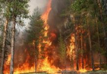 Roma tra caldo e incendi da record Roma