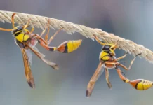 Clima sempre più caldo rende aggressive vespe e calabroni punture