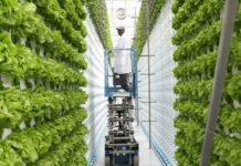 Agricoltura verticale, il futuro della produzione alimentare Agricoltura verticale