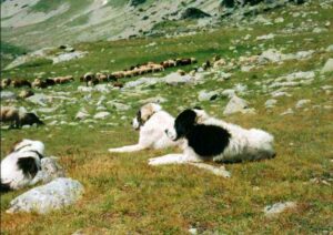 Cani_kaarakachan
