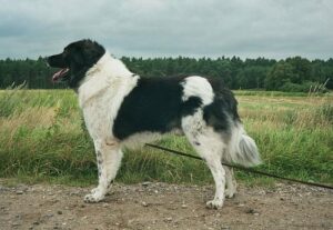 cane_karakachan