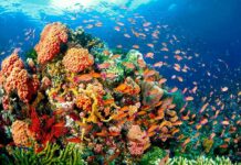 Oceani, l’Ue stanzia un miliardo di euro Oceani