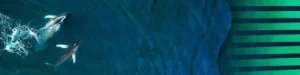 Oceani