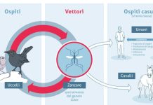 Virus del Nilo occidentale, in Italia dal 1998 Virus