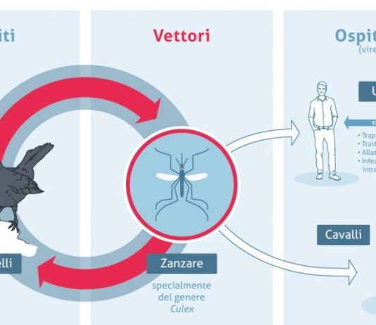 Virus del Nilo occidentale, in Italia dal 1998 Virus