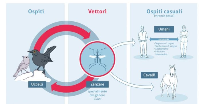 Virus