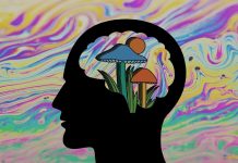 Funghi: gli scienziati studiano il loro effetto sul nostro cervello Funghi