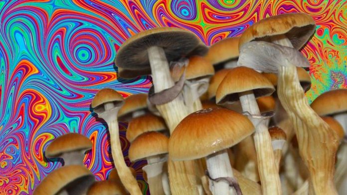Hongos Magico Perù Psilocibina
