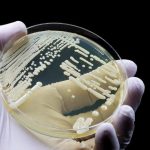 Candida auris,