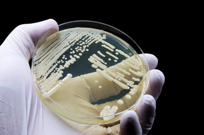 Candida auris,