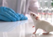 Sperimentazione animale: tutt’oggi fulcro della ricerca scientifica sperimentazione animale