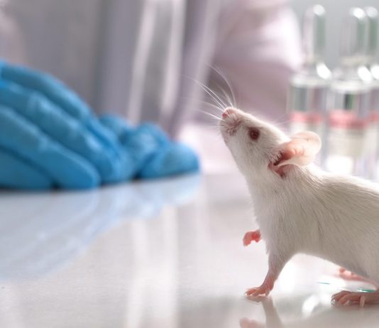 Sperimentazione animale: tutt’oggi fulcro della ricerca scientifica sperimentazione animale