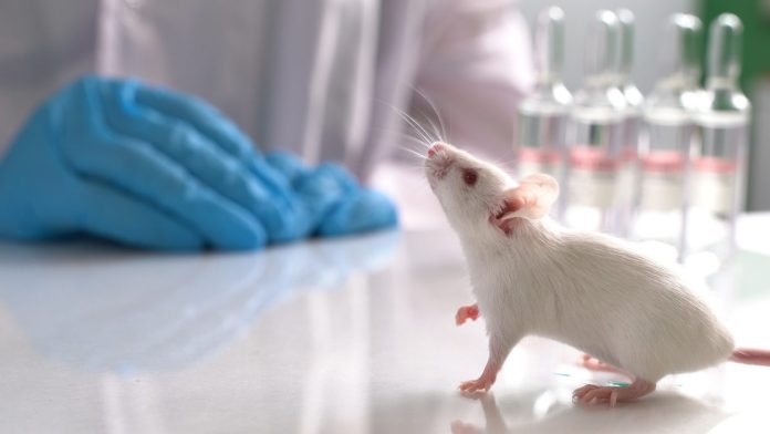 Gircor sperimentazione animale