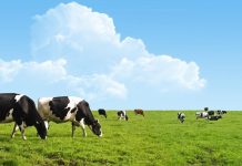 Sostenibilità nel food: salute, economia e futuro della carne Sostenibilità cibo salute economia