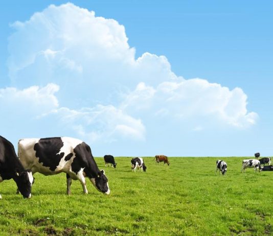 Sostenibilità nel food: salute, economia e futuro della carne Sostenibilità cibo salute economia