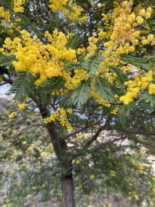 albero_mimosa_mandelieu