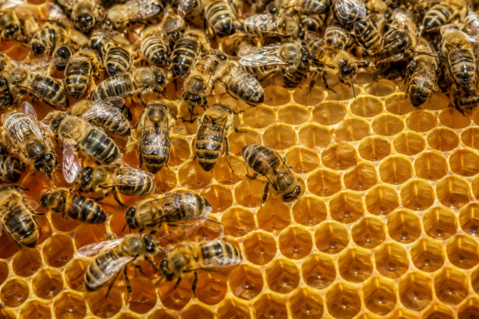 insetti impollinatori Giornata mondiale delle Api