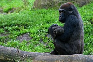 Gorillaweibchen_mit_Jungem