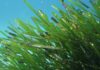 La Posidonia una pianta indispensabile per l’ecosistema marino Posidonia
