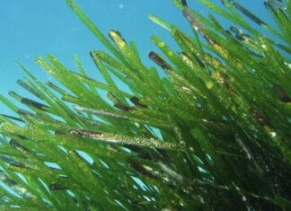 La Posidonia una pianta indispensabile per l’ecosistema marino Posidonia