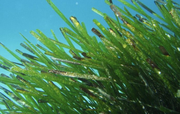 01 Posidonia