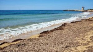 Posidonia